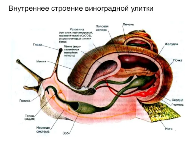 Внутреннее строение виноградной улитки