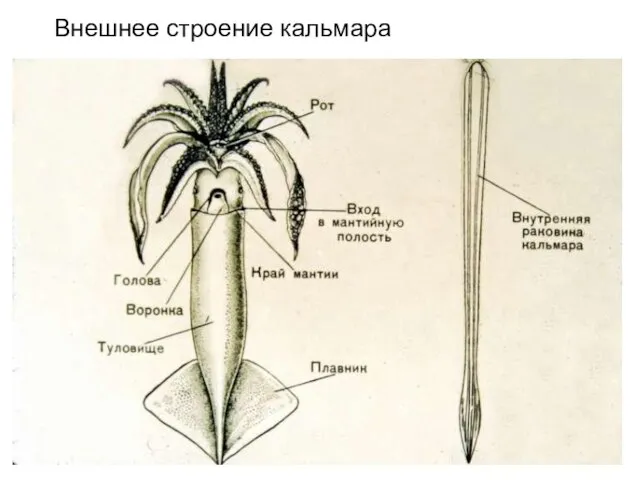 Внешнее строение кальмара