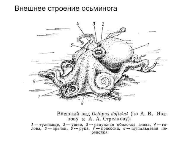 Внешнее строение осьминога