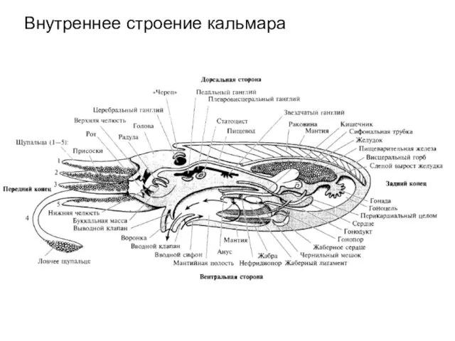 Внутреннее строение кальмара