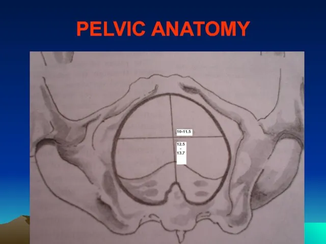 PELVIC ANATOMY