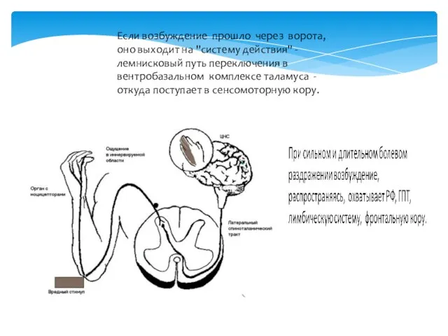 Если возбуждение прошло через ворота, оно выходит на "систему действия" -