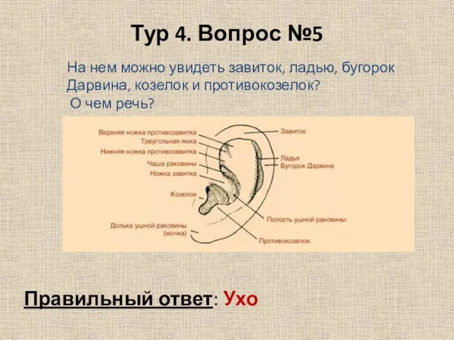 Тур 4. Вопрос №5 На нем можно увидеть завиток, ладью, бугорок