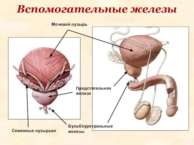 Вспомогательные железы Бульбоуретральные железы Мочевой пузырь Предстательная железа Семенные пузырьки