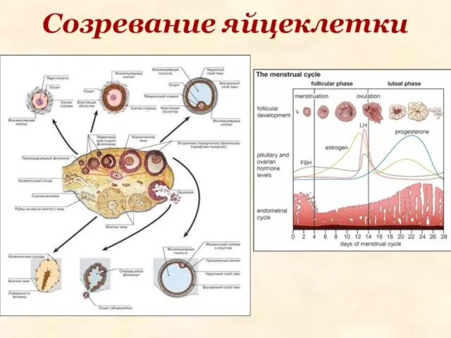 Созревание яйцеклетки