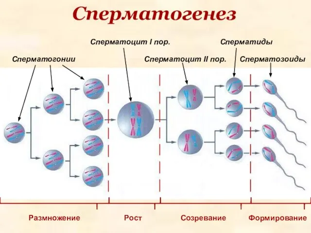 Сперматогенез Сперматогонии Сперматоцит I пор. Сперматоцит II пор. Сперматиды Размножение Формирование Созревание Рост Сперматозоиды