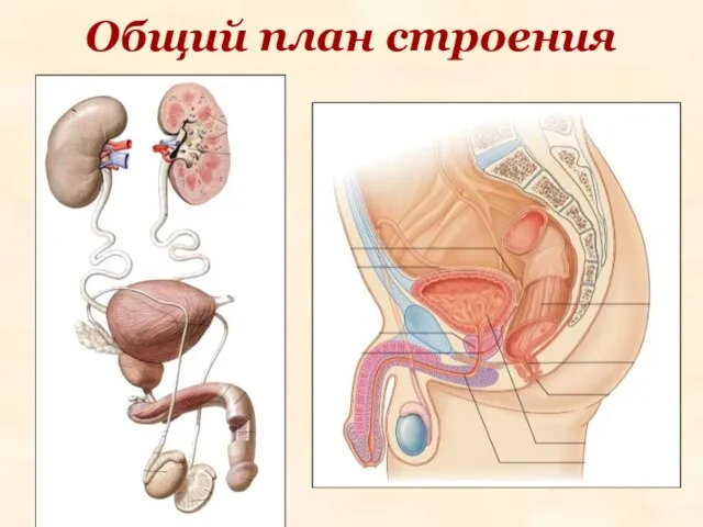 Общий план строения