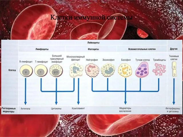 Клетки иммунной системы