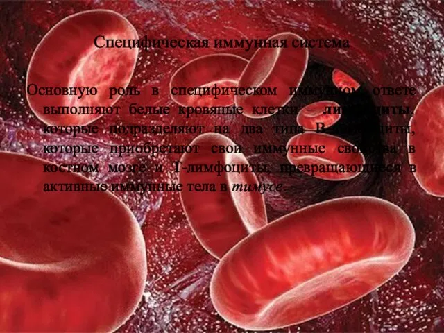 Специфическая иммунная система Основную роль в специфическом иммунном ответе выполняют белые