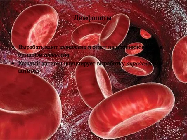 Лимфоциты: Вырабатывают антитела в ответ на проникновение в организм антигена Каждый антиген инициирует выработку определенных антител