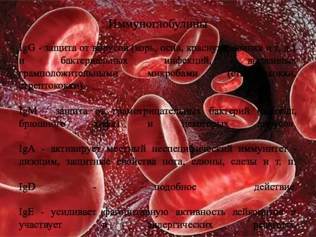 Иммуноглобулины IgG - защита от вирусов (корь, оспа, краснуха, свинка и