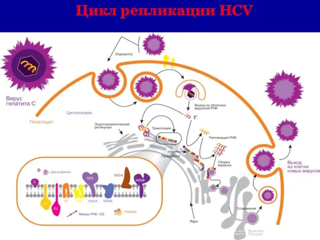 Цикл репликации HCV 1) O’Leary JG, Davis GL. Hepatitis C. In: