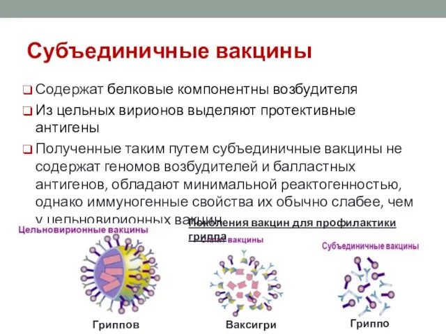 Субъединичные вакцины Содержат белковые компонентны возбудителя Из цельных вирионов выделяют протективные