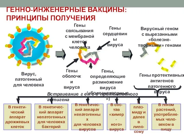 ГЕННО-ИНЖЕНЕРНЫЕ ВАКЦИНЫ: ПРИНЦИПЫ ПОЛУЧЕНИЯ Вирус, патогенный для человека Гены связывания с