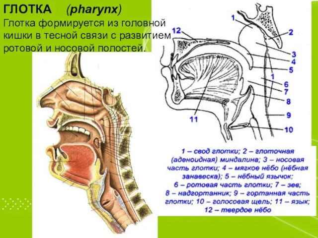 ГЛОТКА (pharynx) Глотка формируется из головной кишки в тесной связи с развитием ротовой и носовой полостей.
