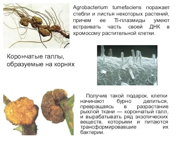 Получив такой подарок, клетки начинают бурно делиться, превращаясь в разрастание рыхлой