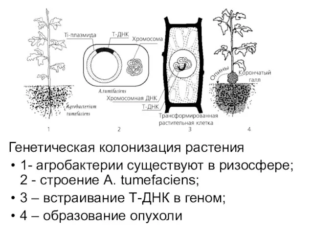 Генетическая колонизация растения 1- агробактерии существуют в ризосфере; 2 - строение