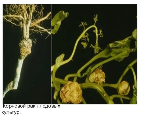 Корневой рак плодовых культур.