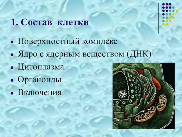 1. Состав клетки Поверхностный комплекс Ядро с ядерным веществом (ДНК) Цитоплазма Органоиды Включения