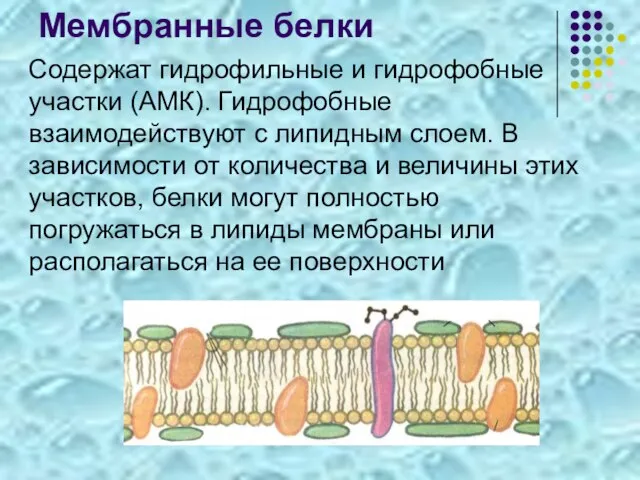 Мембранные белки Содержат гидрофильные и гидрофобные участки (АМК). Гидрофобные взаимодействуют с