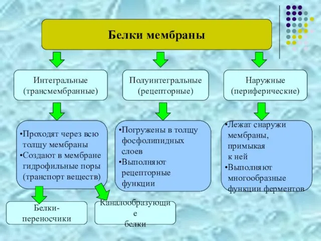 Белки мембраны Интегральные (трансмембранные) Наружные (периферические) Полуинтегральные (рецепторные) Проходят через всю