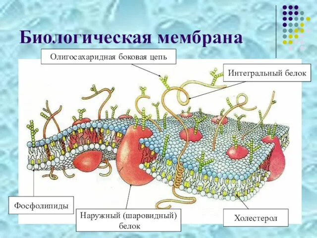 Биологическая мембрана Олигосахаридная боковая цепь Интегральный белок Фосфолипиды Наружный (шаровидный) белок Холестерол