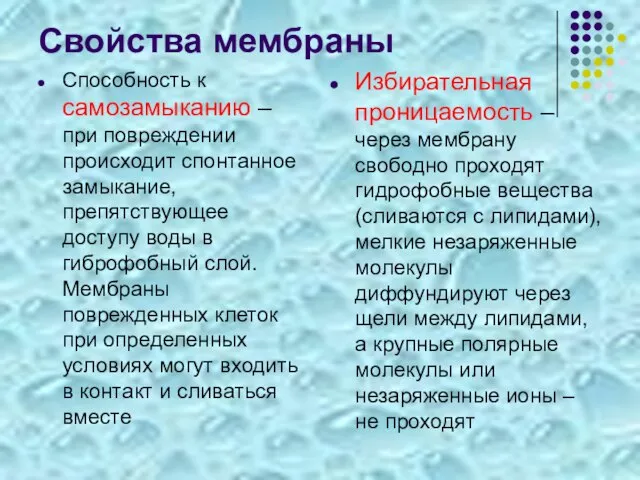 Свойства мембраны Способность к самозамыканию – при повреждении происходит спонтанное замыкание,