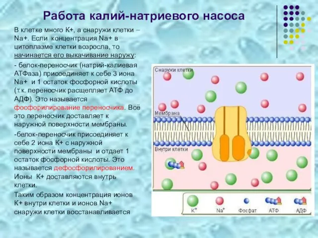 Работа калий-натриевого насоса В клетке много К+, а снаружи клетки –