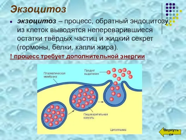 Экзоцитоз экзоцитоз – процесс, обратный эндоцитозу; из клеток выводятся непереварившиеся остатки