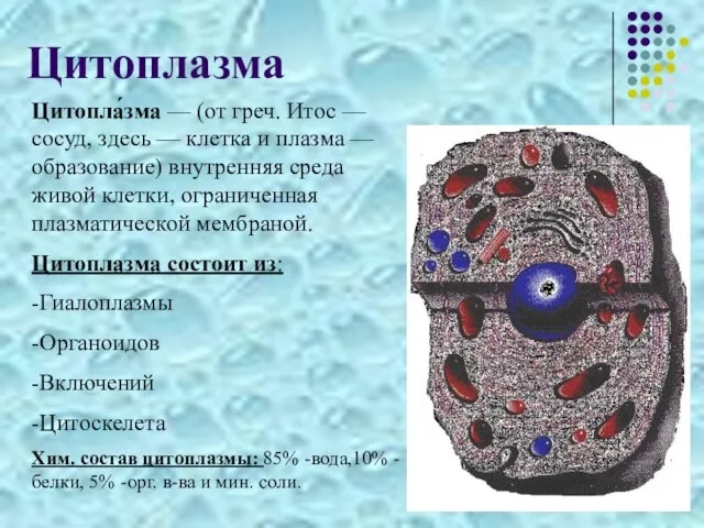 Цитоплазма Цитопла́зма — (от греч. Итос — сосуд, здесь — клетка