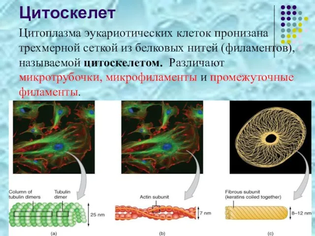 Цитоскелет Цитоплазма эукариотических клеток пронизана трехмерной сеткой из белковых нитей (филаментов),