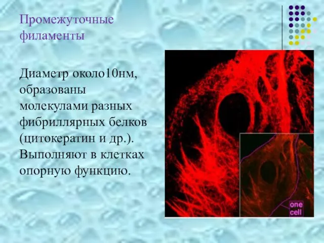 Промежуточные филаменты Диаметр около10нм, образованы молекулами разных фибриллярных белков (цитокератин и