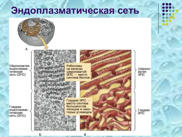 Эндоплазматическая сеть