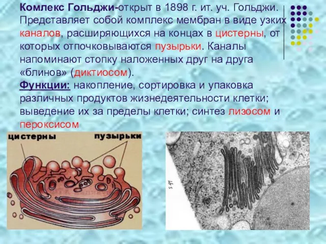 Комлекс Гольджи-открыт в 1898 г. ит. уч. Гольджи. Представляет собой комплекс