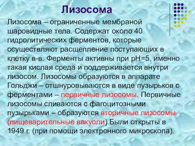 Лизосома Лизосома – ограниченные мембраной шаровидные тела. Содержат около 40 гидролитических