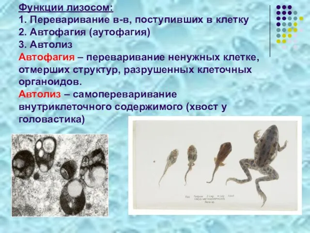 Функции лизосом: 1. Переваривание в-в, поступивших в клетку 2. Автофагия (аутофагия)