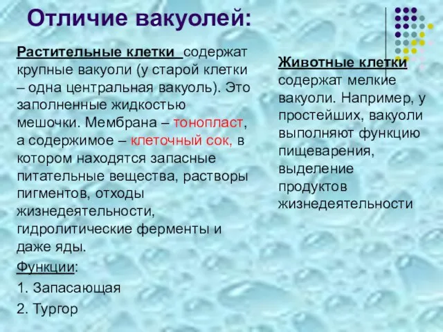 Отличие вакуолей: Растительные клетки содержат крупные вакуоли (у старой клетки –