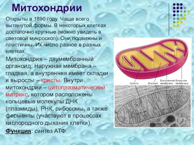 Митохондрии Открыты в 1890 году. Чаще всего вытянутой формы. В некоторых