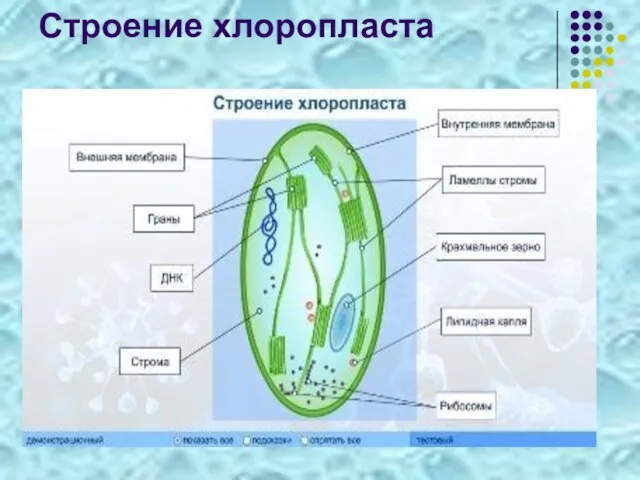 Строение хлоропласта