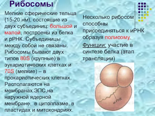 Рибосомы Мелкие сферические тельца (15-20 нм), состоящие из двух субъединиц: большой