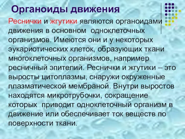 Органоиды движения Реснички и жгутики являются органоидами движения в основном одноклеточных