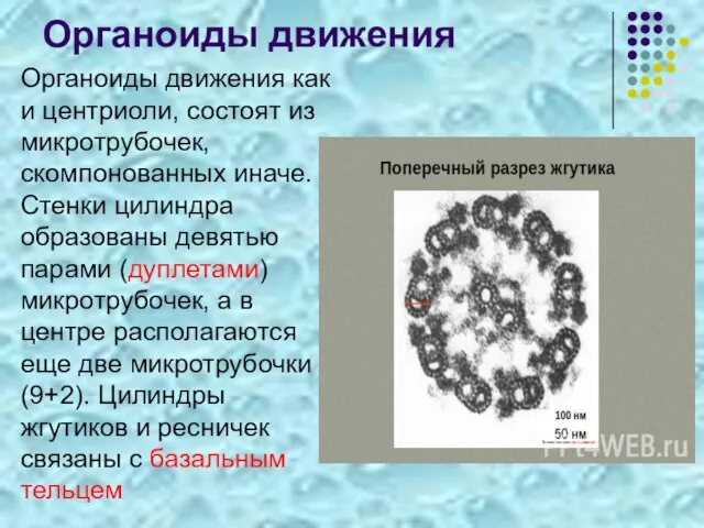 Органоиды движения Органоиды движения как и центриоли, состоят из микротрубочек, скомпонованных