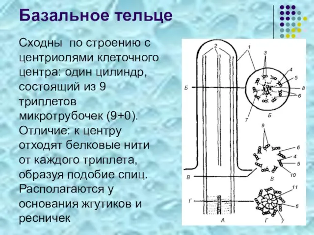 Базальное тельце Сходны по строению с центриолями клеточного центра: один цилиндр,