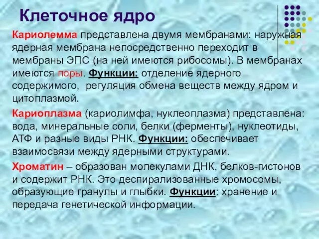 Клеточное ядро Кариолемма представлена двумя мембранами: наружная ядерная мембрана непосредственно переходит