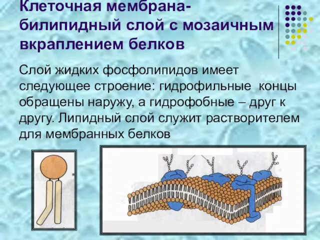 Клеточная мембрана- билипидный слой с мозаичным вкраплением белков Слой жидких фосфолипидов