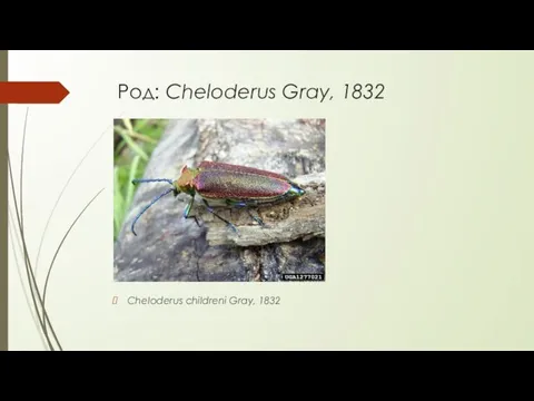 Род: Cheloderus Gray, 1832 Cheloderus childreni Gray, 1832