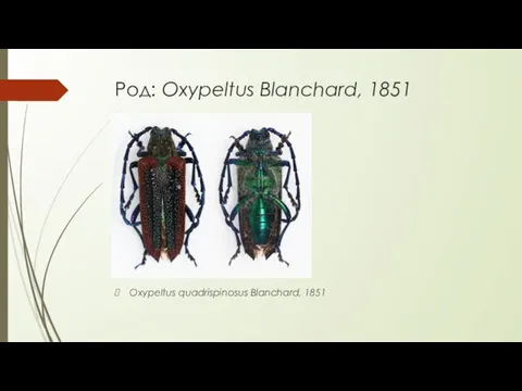 Род: Oxypeltus Blanchard, 1851 Oxypeltus quadrispinosus Blanchard, 1851