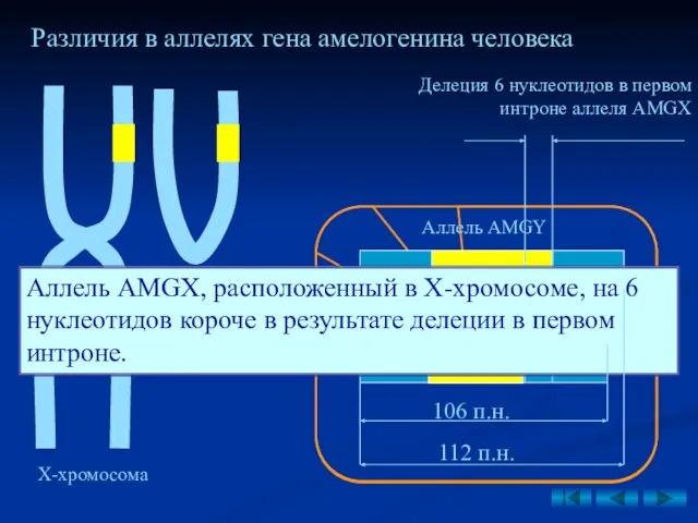 Различия в аллелях гена амелогенина человека Х-хромосома Y-хромосома Aллель AMGX Aллель