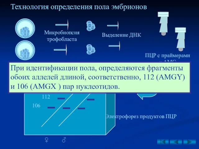 Технология определения пола эмбрионов Микробиопсия трофобласта Выделение ДНК Электрофорез продуктов ПЦР