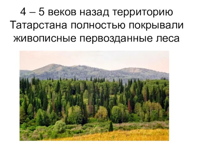 4 – 5 веков назад территорию Татарстана полностью покрывали живописные первозданные леса